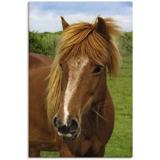 Leinwandbild ARTLAND "Hallo Pferd" Bilder Gr. B/H: 40 cm x 60 cm, Haustiere, 1 St., braun Leinwandbilder