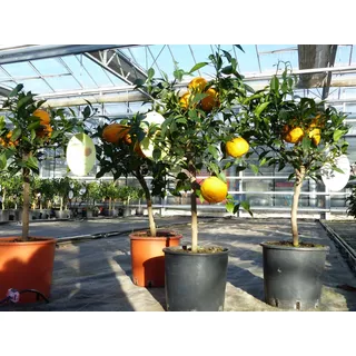 gruenwaren jakubik Citrus Yuzu 70 - 80 cm, Zitronenbaum Zitrone, japanische Zitrone, winterhart