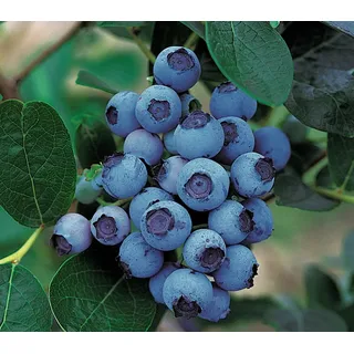 Dehner Gourmet Garten Heidelbeere 'Spartan', Blau