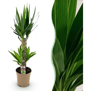 Yucca elephantipes - Yucca - Pflegeleicht - Grün - 65-75cm - Ø17cm - Zimmerpflanze - Immergrün