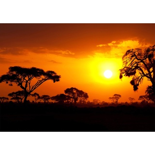 wandmotiv24 Fototapete Steppe Sonnenuntergang, M 250 x 175 cm - 5 Teile, Wanddeko, Wandbild, Wandtapete, Afrika, Sonne, Abend M0367