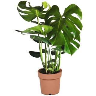 Plant in a Box Monstera Deliciosa - Götterpflanze Höhe 70-80cm