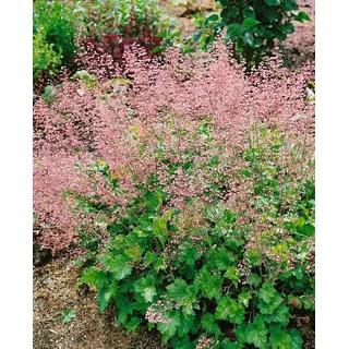 Pflanzen für Dich Staude Heuchera micr. Strawberry Swirl, 1 St., Purpurglöckchen rosa