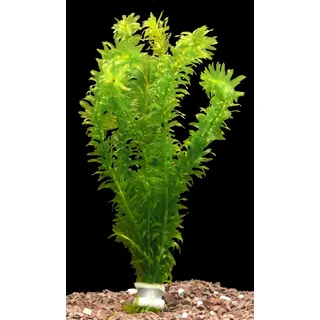 Zoomeister - 5 Bund WASSERPEST (EGERIA DENSA)