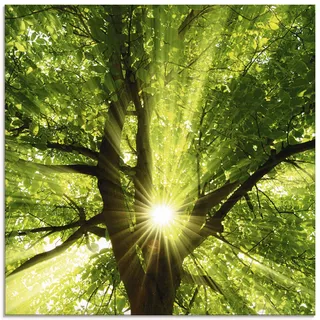 ARTLAND Wanddeko Glasbilder Wandbild Glas Bild einteilig 50x50 cm Quadratisch Wald Natur Botanik Bäume Laubbaum Sonne Baum Sommer T5GQ
