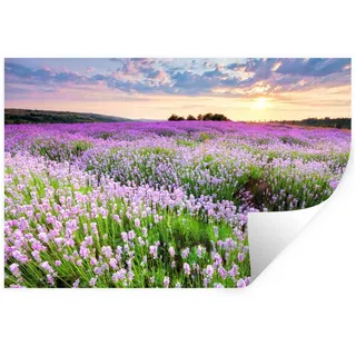 MuchoWow Wandsticker Blumen - Lavendel - Lila - Himmel - Sonnenuntergang - Wiese - Natur (1 St), Wanddeko, Aufkleber, Wandtattoo, 120x80 cm bunt 120 cm x 80 cm x 0.1 cm