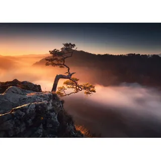 Displate - Poster aus Metall - Magnet-Montage - World Class Photos - Japan - Lonely Tree 67.5 cm x 48 cm