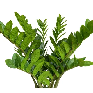 Raxcelivia 10 Stück – Künstliche Pflanzen fühlen sich echt an künstliche ZZ Pflanzenstiele Zamioculas Zamiifolia tropische Grünpflanzen Zimmerpflanze für Zuhause Büro ästhetische Dekoration Indoor