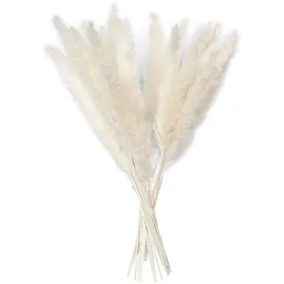Pampasgras Getrocknet Deko, 15 Stück Natürlicher Phragmites Communis Dekoration, Trockenblumen Blumenstrauß Deko Für Inneneinrichtung Schlafzimmer Wohnzimmer Balkon Badezimmer Tischdeko, 60CM