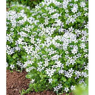 BALDUR Garten Bodendecker Isotoma 'White Splash', 15 St., Schnellwachsend, winterhart, mehrjährig, pflegeleicht weiß