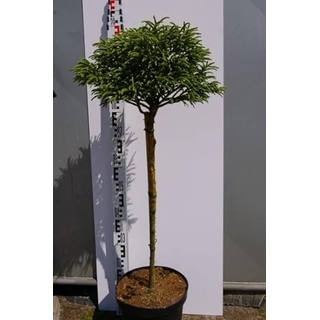 Cryptomeria japonica Little Diamond - japanische Sicheltanne - 60 cm Hochstamm