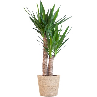 BloomPost Yucca Elephantipes - Korb 75 - 85 cm + - Zimmerpflanze - Leicht zu pflegen - Zimmerpflanze - Einfach zu züchten - Büropflanze - Inklusive Topf