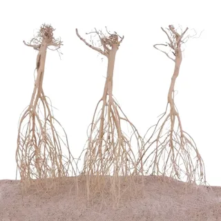 AquaOne Sahara Wurzel 3 Stück 25-35cm Aquarium Wurzel Holz Deko Aquascaping Dekoration Landschaft Moorkien Moorwood Redwood Mangrove Moos Natur Echtholz