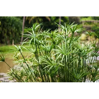 Echter Cyperus PAPYRUS, Ägypt- grun, hohe
