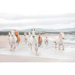 KOMAR Fototapete "White Horses" Tapeten 368x254 cm (Breite x Höhe), inklusive Kleister Gr. B/L: 368 m x 254 m, Rollen: 8 St., weiß (weiß, beige) Fototapeten Meer
