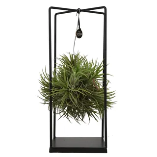 ZynesFlora Tillandsien Luftpflanze Groß im Metall Halter - Höhe: 35-40 cm - Echte Tillandsia Air Pflanze Rack Fensterbank Wohnzimmer Schlafzimmer Deko Hängend
