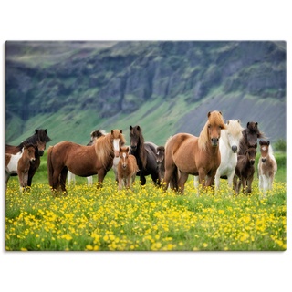 ARTland Leinwandbilder Wandbild Bild auf Leinwand 80x60 cm Wanddeko Pferd Wildpferde Herde Isländer Island Tiere Natur Landschaft Blumen T1SL