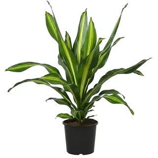 Piardino Drachenbaum  (Dracaena fragrans, Topfgröße: 24 cm)