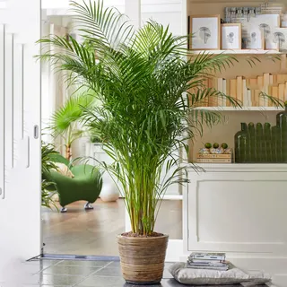 Gardener's Dream Areca Palme (Goldfruchtpalme) - XXL Zimmerpflanze, Tropisch, Immergrüne Zimmerpflanzen, Groß & echt, Pflanzen Größe inkl. Topf 80-90 cm, Palmen-Pflanze für Zimmer, Büro usw.