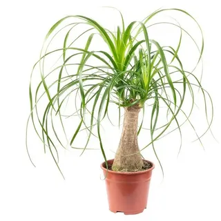 Flowerbox Zimmerpflanze Elefantenfuß 1-Stamm – Beaucarnea, pflegeleicht - Höhe ca. 40 cm, Topf-Ø 14 cm
