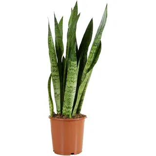 Bloomique - Sansevieria Zeylanica - Bogenhanf - Sukkulenten - Zimmerpflanzen - Sehr Pflegeleicht - Höhe 80-100 cm - Topf 21 cm