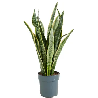 Bloomique - 2er-Set - Sansevieria Laurentii - Bogenhanf - Sukkulenten - Zimmerpflanzen - Sehr Pflegeleicht - Höhe 30-40 cm - Topf 12 cm