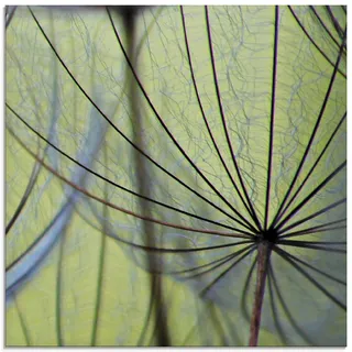 ARTland Wanddeko Glasbilder Wandbild Glas Bild einteilig 50x50 cm Quadratisch Natur Botanik Blumen Pusteblume Frühling Grün T5PP