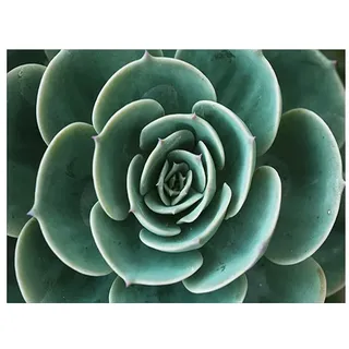 OYFFL Tropische Pflanzen Leinwandmalerei Sukkulenten Poster Palmblatt Monstera Botanical Prints Wandkunst Poster für Raumdekor (50 * 70cm Rahmenlos,5)