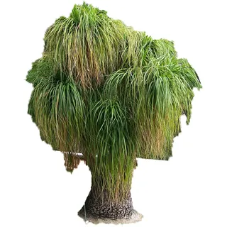 Elefantenfuß Palme 10 Samen -Beaucarnea recurvata- **Toll Zimmerpflanze**