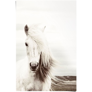 Poster REINDERS "Poster Weißes Pferd" Bilder Gr. B/H: 61 cm x 91,5 cm, weiß Bilder