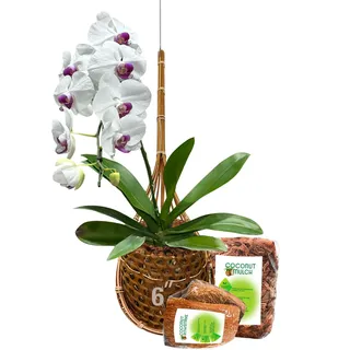 PANWA Handgefertigter Hängekorb aus 100 % thailändischem Bambus, 15,2 cm, Signatur Super Sanctuary SIAM Orchideen-Hängekorb mit Kokosnussschalen-Dauben aus Kokosfaser, Schwamm und Schalenmulch