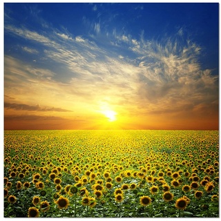 80x80cm - Fotodruck auf Leinwand und Rahmen Sommerlandschaft Sonnenblumen Sonne - Leinwandbild auf Keilrahmen modern stilvoll - Bilder und Dekoration