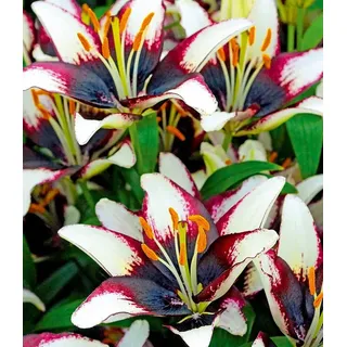 BALDUR Garten Blumenzwiebeln Lilie 'Netty ́s Pride', Liliengewächse, winterhart, mehrjährig, pflegeleicht bunt