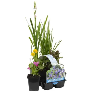 Bloomique - 6er-Set - Blühende Teichpflanzen - Wasserpflanzen Miniteich - Zone 1 & 2 - Winterhart - Höhe 15-25 cm - Topf 9 cm