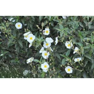 Pflanzen Für Dich Cistus Laurifolius Lorbeerblättrige Zistrose Ca. 11x11 cm Topf
