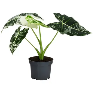 Dehner Pfeilblatt Ø Alocasia micholitziana Frydek, variegata, panaschiert, Grün, Weiß