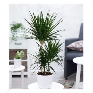 BALDUR Garten 1x Dracena Marginata 120-130 cm hoch, Pflanze im 24 cm-Topf | Zimmerpflanze, Grünpflanzne, Drachenbaum, Draceana, mehrjährig - frostfrei halten, Blickfang für Wohnung & Büro
