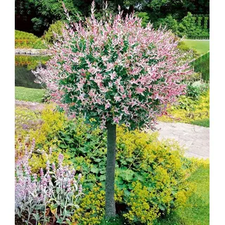 BALDUR Garten 1x Salix-Stämmchen Hakuro Nishiki, Pflanze im 3 Liter-Topf,