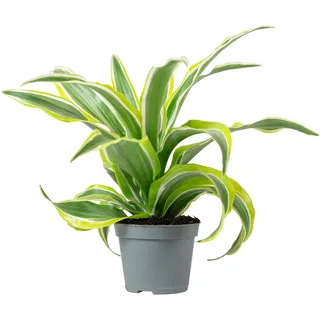 Drachenbaum Lemon Surprise - pflegeleichte Zimmerpflanze, Dracaena Deremensis Fragrans Lemon Surprise - Höhe ca. 10 cm, Topf-Ø 6 cm
