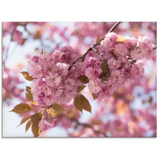 Glasbild ARTLAND "Japanische Kirschblüte in Love I" Bilder Gr. B/H: 80 cm x 60 cm, Glasbild Blumen Querformat, 1 St., pink Glasbilder in verschiedenen Größen