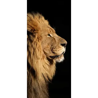 Bilderdepot24 Türtapete großer afrikanischer Löwe 90 x 200 cm - einteilig Türaufkleber Türfolie Türposter - Afrika Wildtier Raubtier