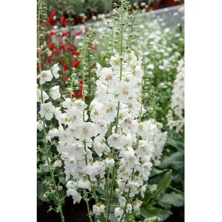 PlantaPro Verbascum phoeniceum 'Flush of White' 9x9 cm Topf – Winterhart, Mehrjährig, Pflegeleicht – Purpur-Königskerze – Staude für Beet & Rabatte