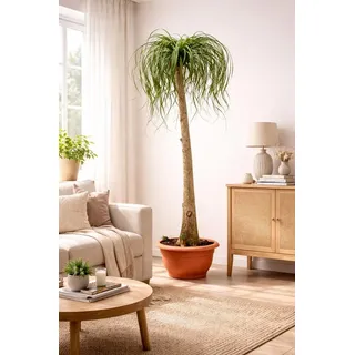 Elefantenfuß 160–200 cm (Beaucarnea recurvata) – Flaschenbaum Zimmerpflanze, Wasserpalme, pflegeleicht & dekorativ