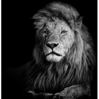 wandmotiv24 Fototapete Löwe schwarz weiß, L 300 x 210 cm - 6 Teile, Wanddeko, Wandbild, Wandtapete, Tiere Afrika Portrait M6535