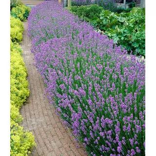 BALDUR Garten 3x Blauer Lavendel Duftlavendel, Pflanzen mit 9x9 cm-Topfballen, Lavandula intermedia 'Grosso', Lavendel Provence, winterharte Staud...