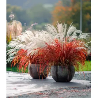 BALDUR Garten Gräser Miscanthus 'Lady in Red®', 1 St., Schnittblume,winterhart, mehrjährig, pflegeleicht beige|braun