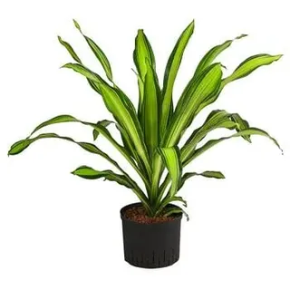 Drachenbaum - Dracaena fragrans 'Burley', Hydrokultur, Hellgrün, Dunkelgrün