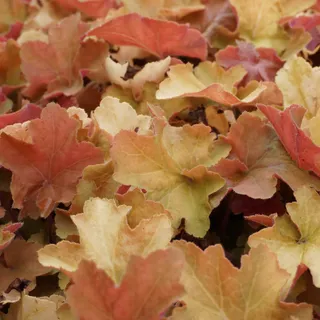 Blumixx Stauden Heuchera villosa 'Caramel' ® - Purpurglöckchen weiß