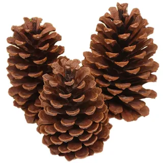 6 Stück Tannenzapfen,Natürliche Kiefernzapfen,Weihnachten Tannenzapfen,Lärchenzapfen,Weihnachten Kiefernzapfen,Getrocknete Tannenzapfen Dekoration für Weihnachtsbaum,Amerikanische Kiefer L,15-18cm