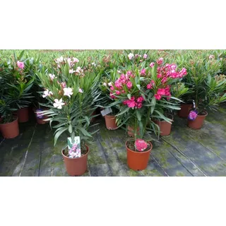 Oleander Busch 65 cm Nerium Rosenlorbeer Premium rot oder rosa - Rot/Rosa